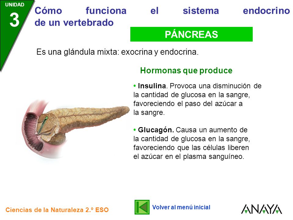 Glandula que provoca un aumento de glucosa en la sangre